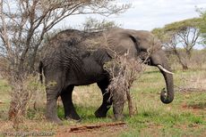 Afrikanischer Elefant (19 von 131).jpg